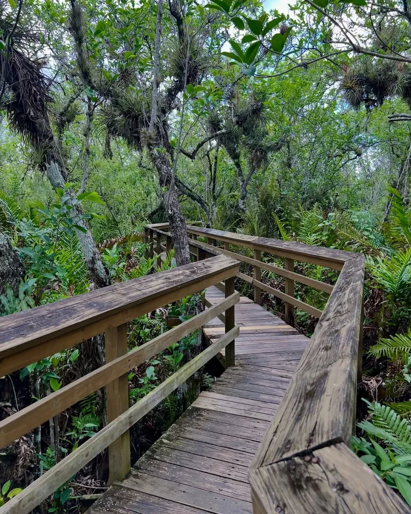 Everglades view 2