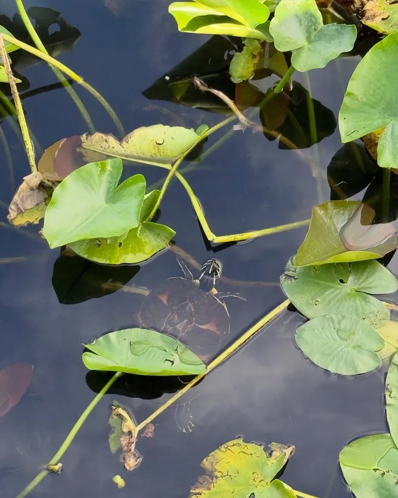 Everglades view 3