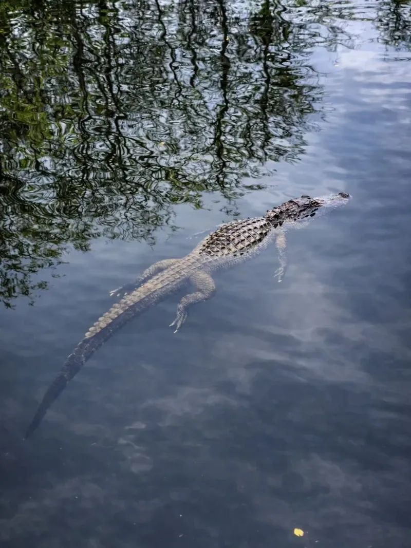 Everglades view 4